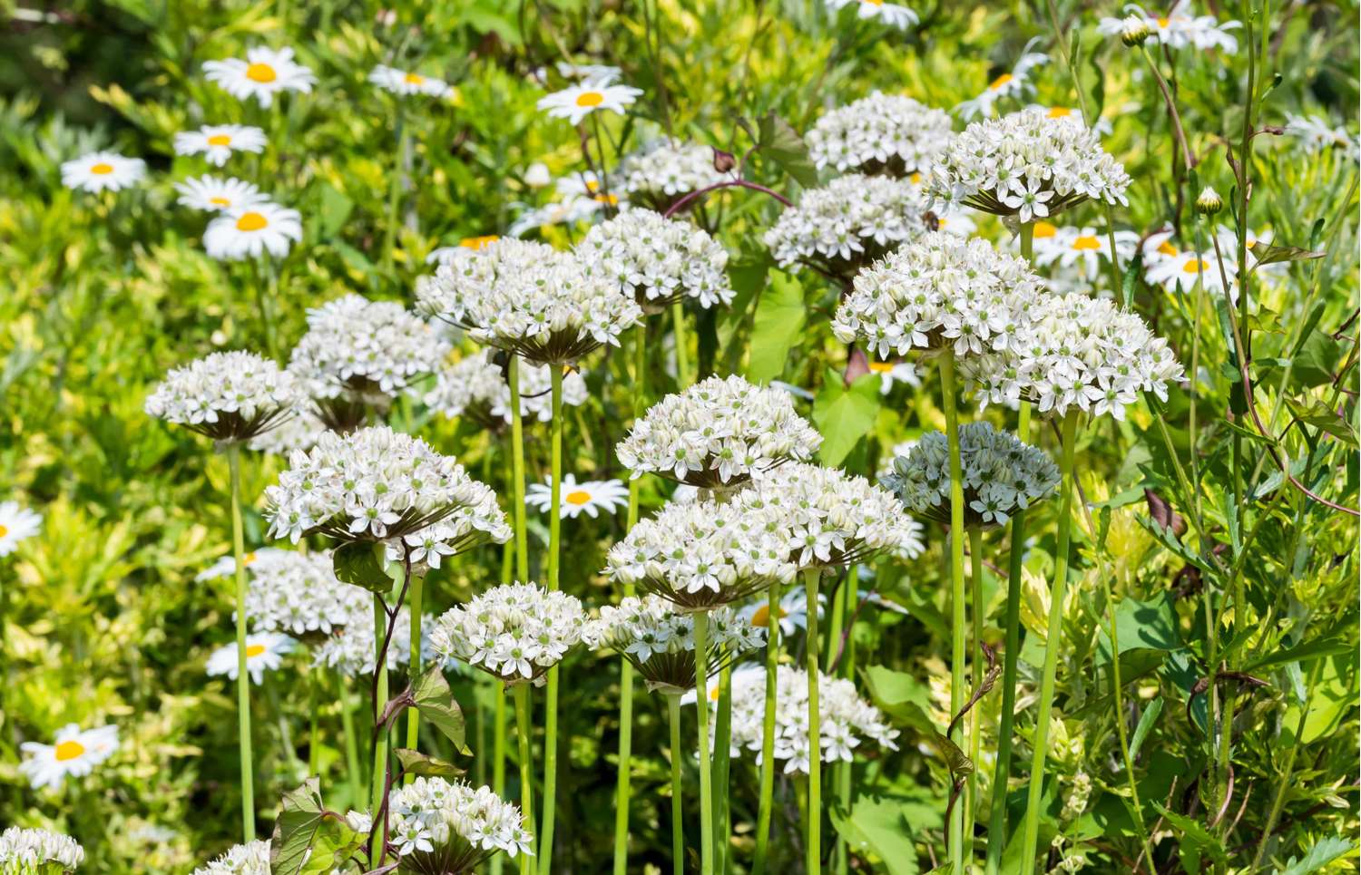 Allium 'Nigrum'